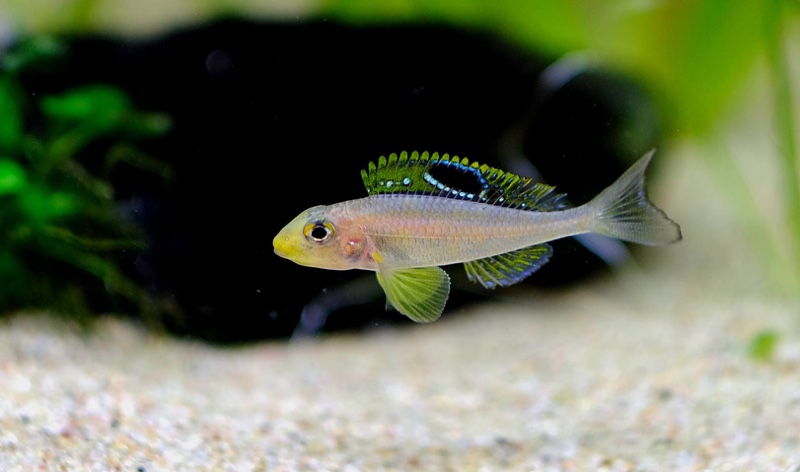 Xenotilapia sp. 'papilio sunflower' Msalaba